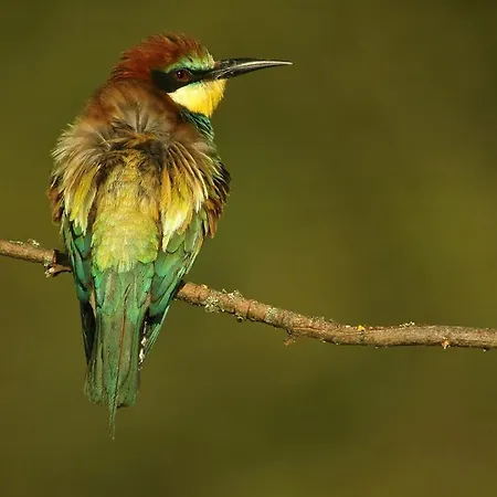 La Senda De Caracoles - Grado del Pico
