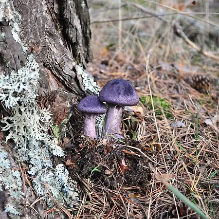 La Senda De Caracoles - Hotel *
