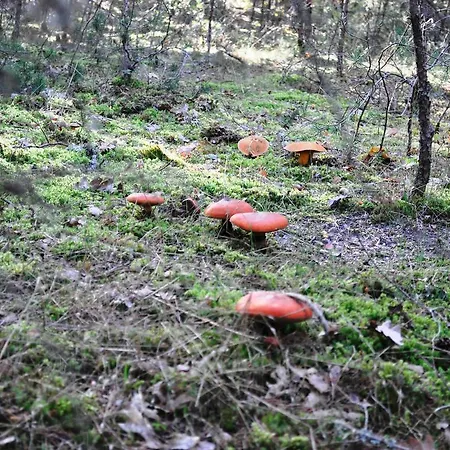 Hotel La Senda De Caracoles - Grado del Pico