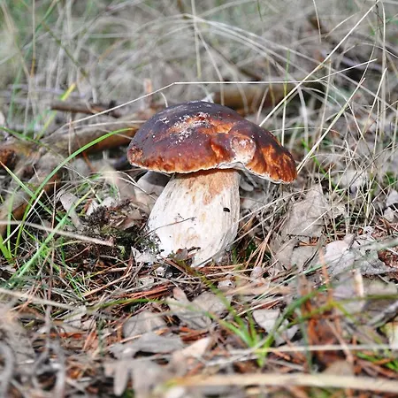 La Senda De Caracoles - Hotel *