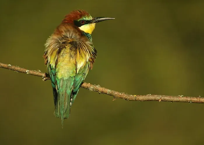 La Senda De Caracoles - Grado del Pico